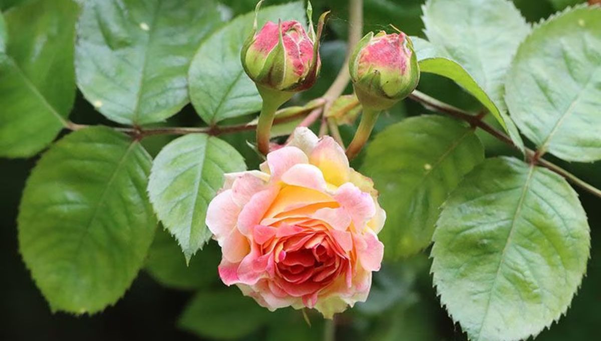 Adiós a los insecticidas: el ingrediente que debes usar para eliminar las plagas en las rosas