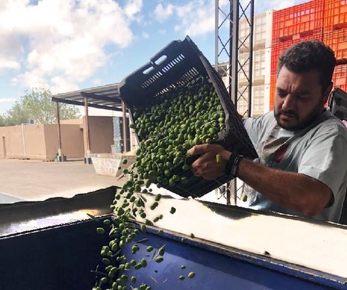 Olivícola Laur, la número 1 en el Ranking de las 100 mejores del mundo, ha estado implementando diversas acciones para eficientizar el proceso, recuperar el agua y evitar el vertido de agua.