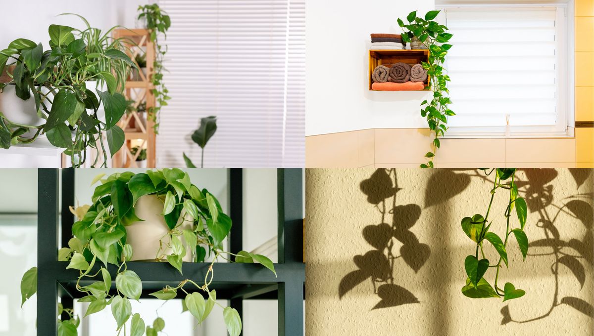 Los esquejes o brazos del potus son ideales para decorar y adornar ambientes o muebles. Los esquejes o brazos del potus son ideales para decorar y adornar ambientes o muebles. 