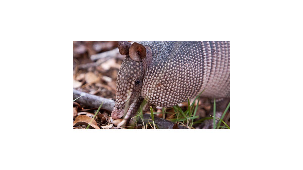 Por caso de lepra le apuntan a los Armadillos