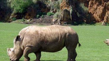 Buscan reconstruir la cara de una rinoceronte herida por cazadores