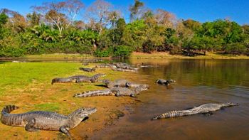 El mayor humedal del planeta Tierra es de América del Sur: 220.000 kilómetros cuadrados y alberga la mayor población de caimanes El mayor humedal del planeta Tierra es de América del Sur: 220.000 kilómetros cuadrados y alberga la mayor población de caimanes