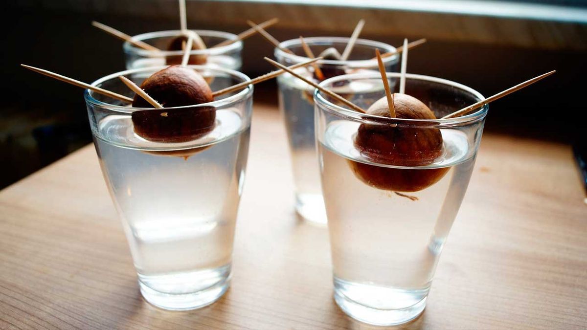 Sumergir el carozo de la palta en agua: por qué recomiendan hacerlo y para qué sirve Sumergir el carozo de la palta en agua: por qué recomiendan hacerlo y para qué sirve