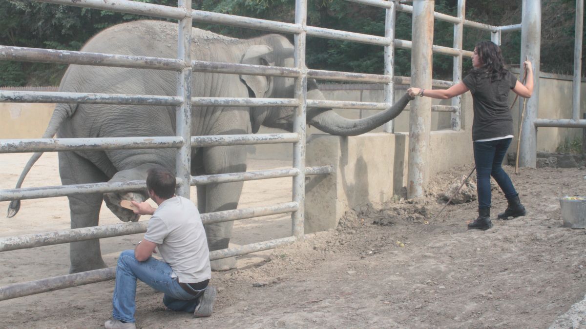 Ingo examina el estado de los elefantes y colabora con su entrenamiento antes de ser llevados al santuario.