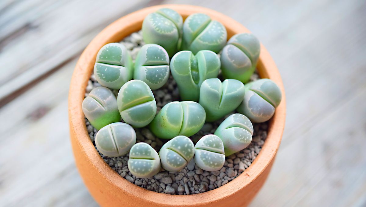 El cambio de maceta se debe realizar en los meses de primavera u otoño El cambio de maceta se debe realizar en los meses de primavera u otoño