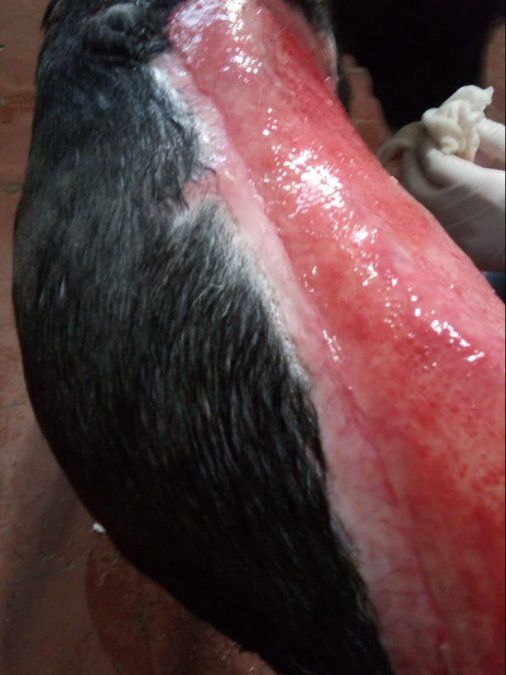 Piden donaciones para curar a la perrita de Cacheuta