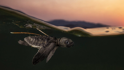 La fotografía y la naturaleza unidas.