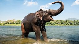 El elefante es una de las especies más fuertes del mundo