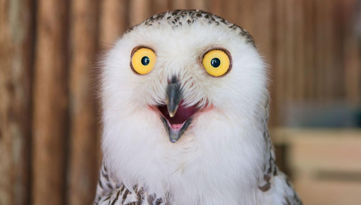 Dos aves imponentes, llamativas y con varias diferencias 