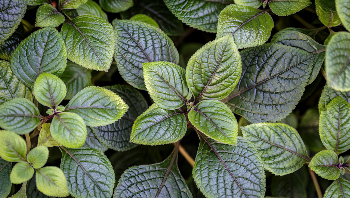 Dónde colocar la planta de dólar para atraer dinero según el Feng Shui