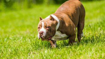 Bebé de dos meses fue asesinada por pitbulls de bolsillo: Su vida fue muy corta