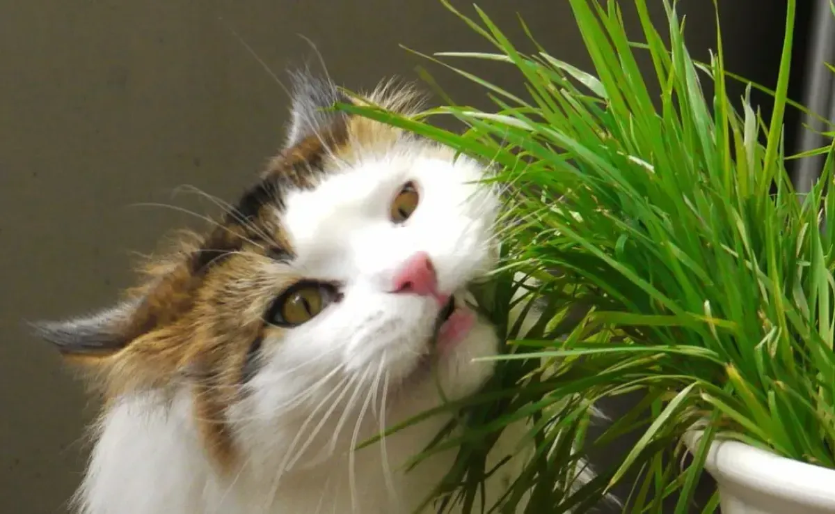 El pasto puede ayudar como un regulador intestinal en los gatos.&nbsp;