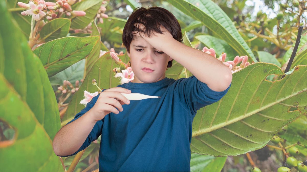 La planta peruana que usaban los Incas para bajar la fiebre