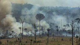 El incendio de la selva amazónica en números