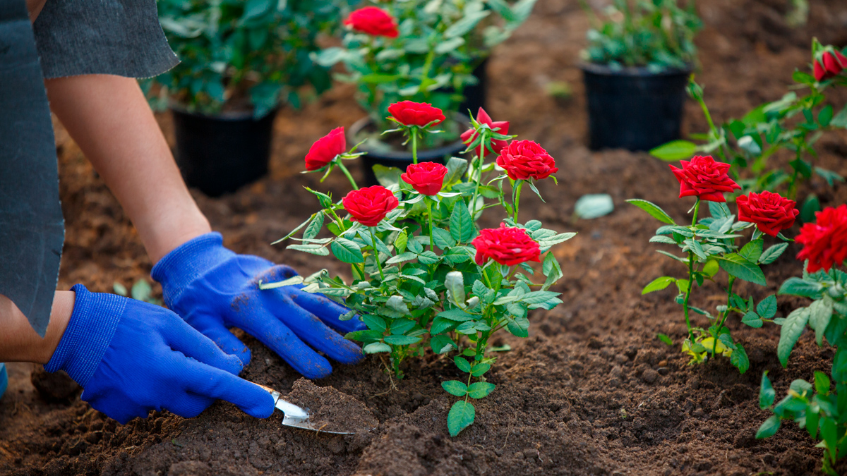 Truco para trasplantar rosales. Truco para trasplantar rosales. 