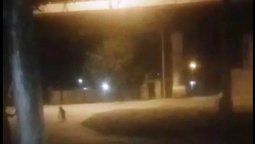 El video de la extraña criatura fue grabado en inmediaciones de la escuela Galileo Vitali, a poca distancia de la villa cabecera de La Paz, Mendoza