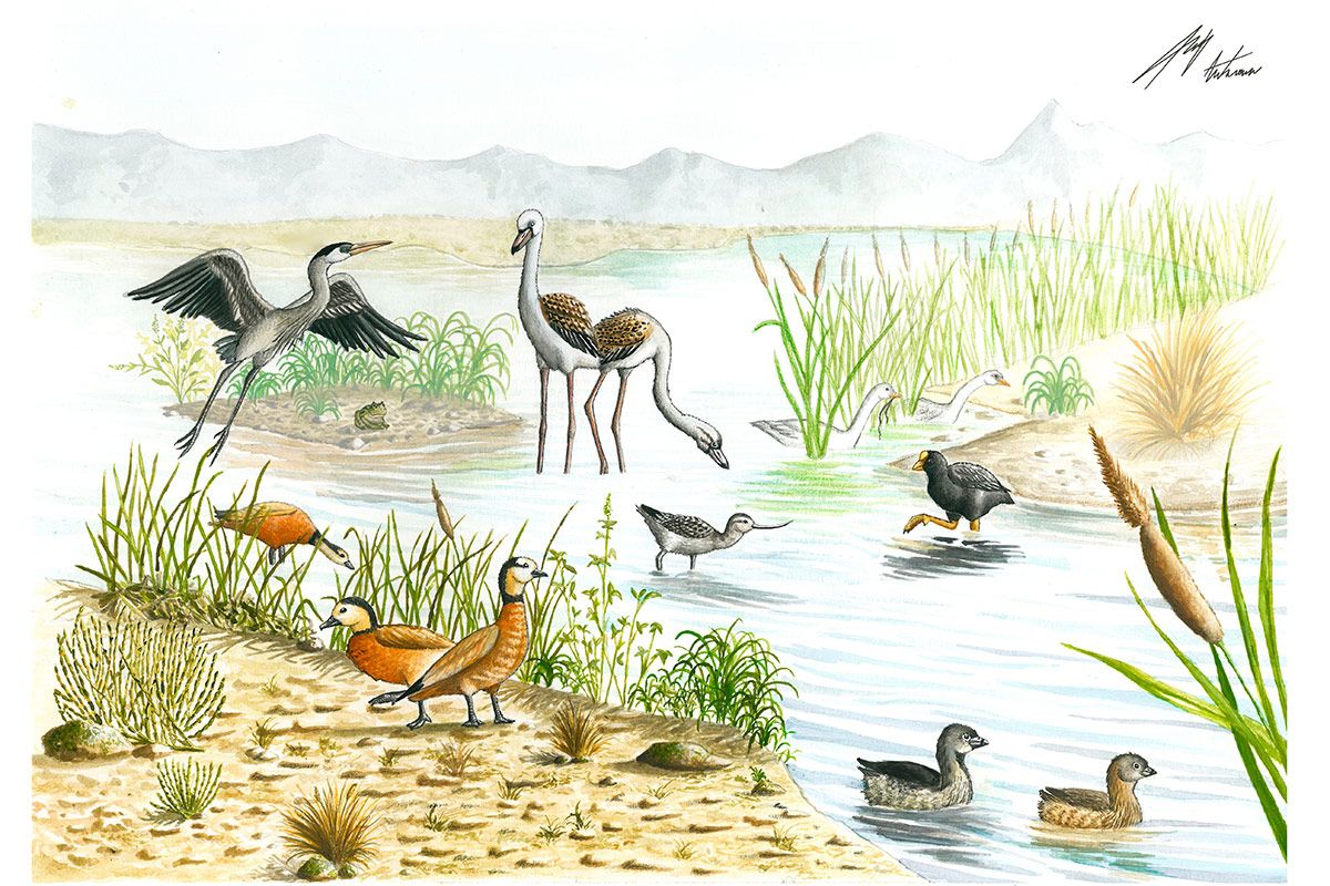 Milenario descubrimiento de desconocidas aves sorprende a paleontólogos en San Juan Milenario descubrimiento de desconocidas aves sorprende a paleontólogos en San Juan