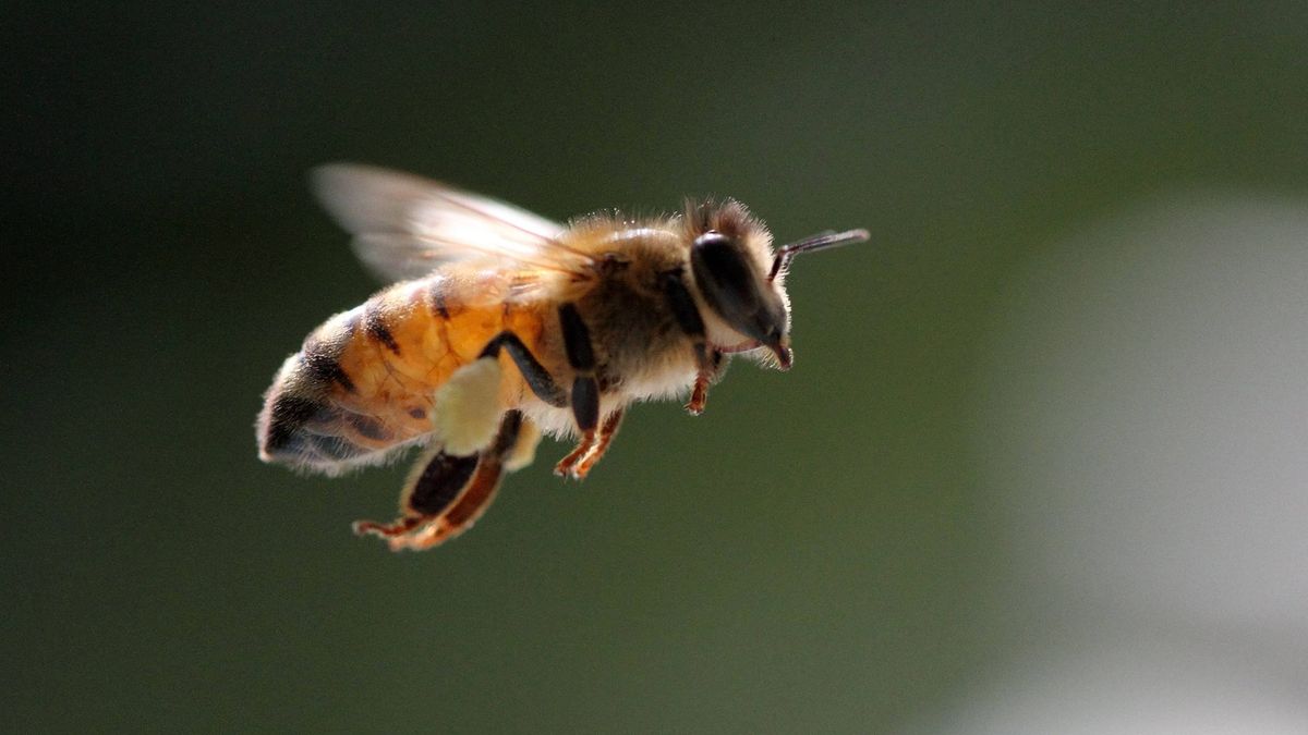 Si ves una abeja merodeando tu casa te contamos qué significa y por qué es bueno