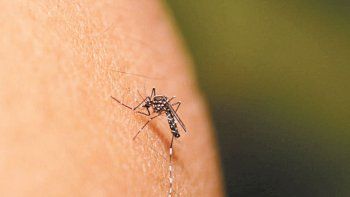La OMS estudia declarar emergencia sanitaria mundial por el  virus del Zika