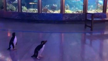 Coronavirus: pingüinos pasean por los pasillos de un oceanario ante la falta de visitantes
