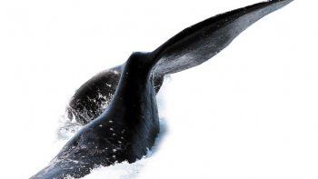 No habrá santuario en el Atlántico sur para las ballenas