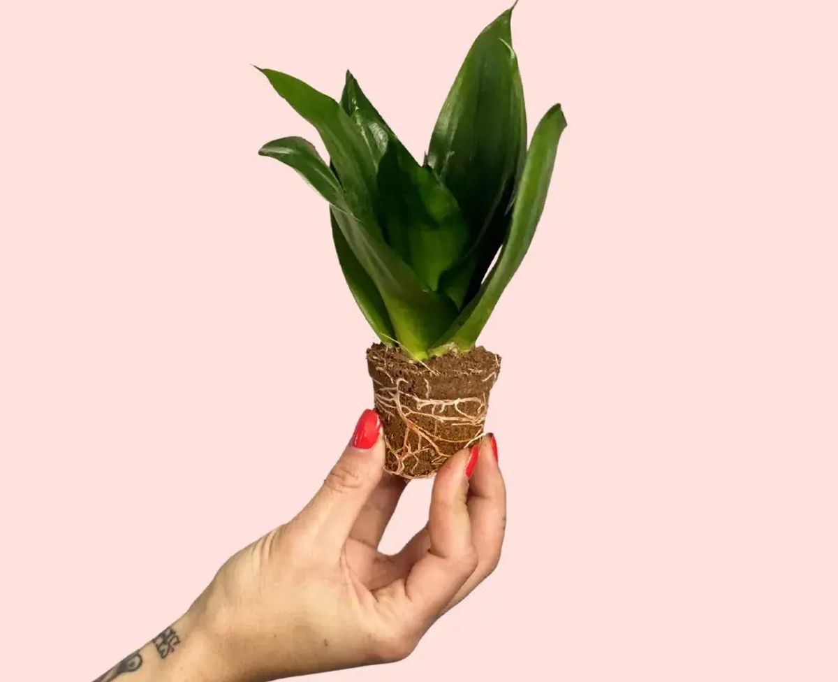 Sansevieria Dark Green. Sansevieria Dark Green.