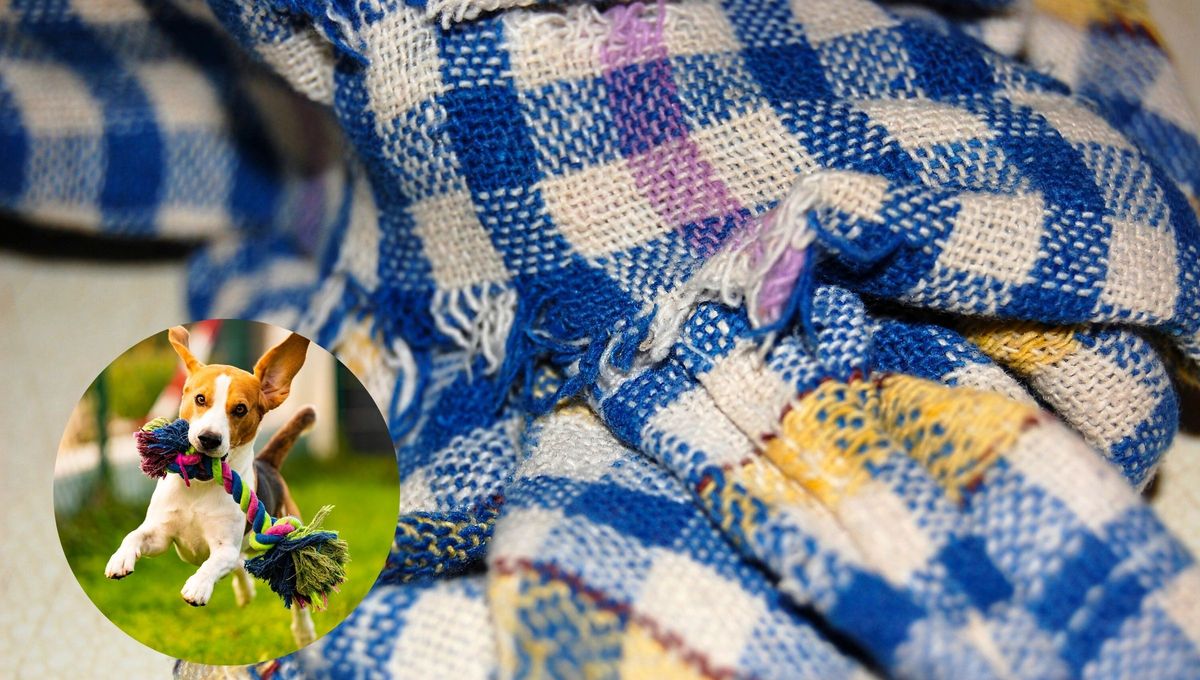 No tires los repasadores viejos o sucios y conviértelos en un tesoro para tu mascota