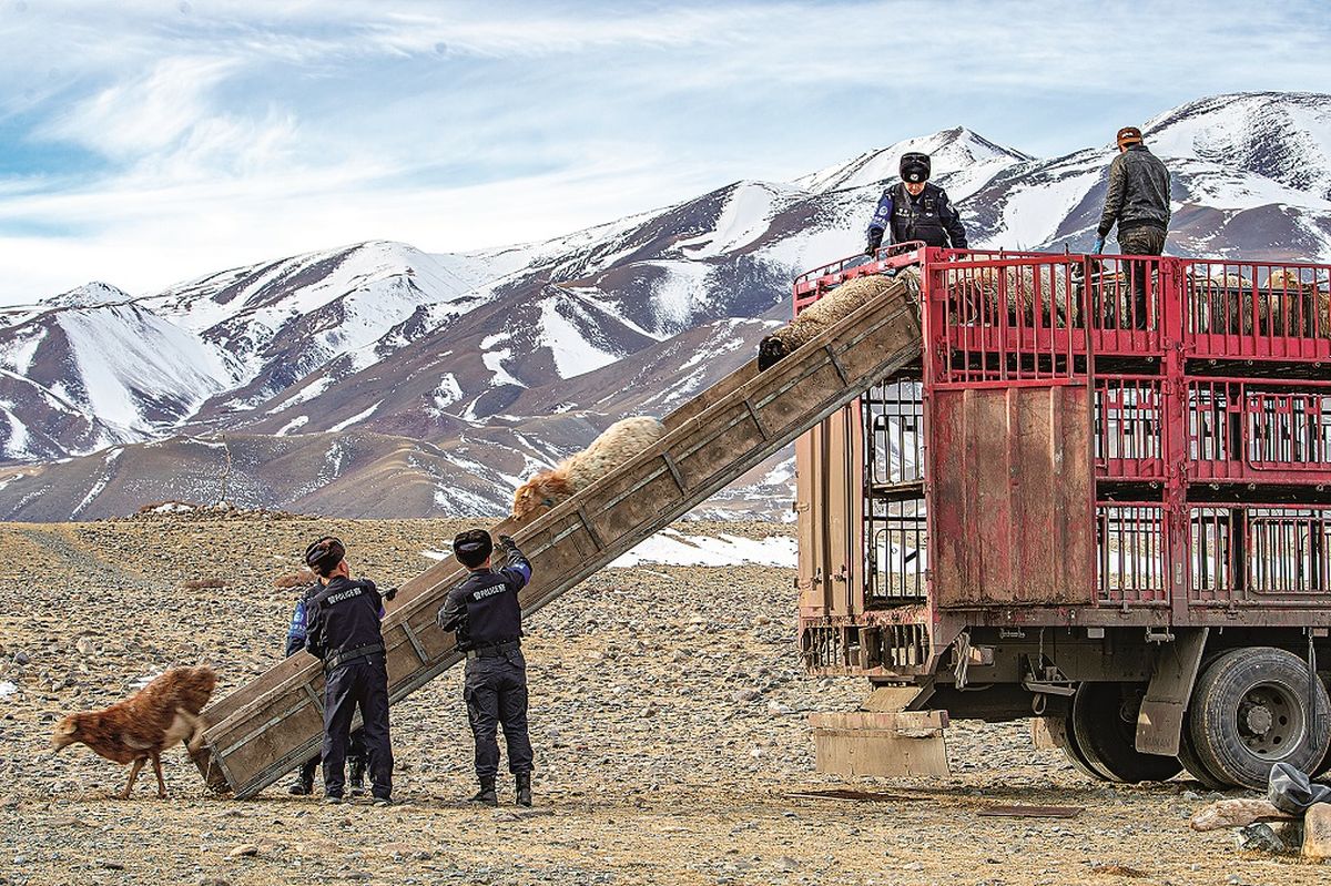 Oficiales de policía y pastores trabajan juntos para descargar las ovejas, aumentando la eficiencia de la migración en Bortala en Xinjiang. PARA USO DE CHINA DAILY Oficiales de policía y pastores trabajan juntos para descargar las ovejas, aumentando la eficiencia de la migración en Bortala en Xinjiang. PARA USO DE CHINA DAILY