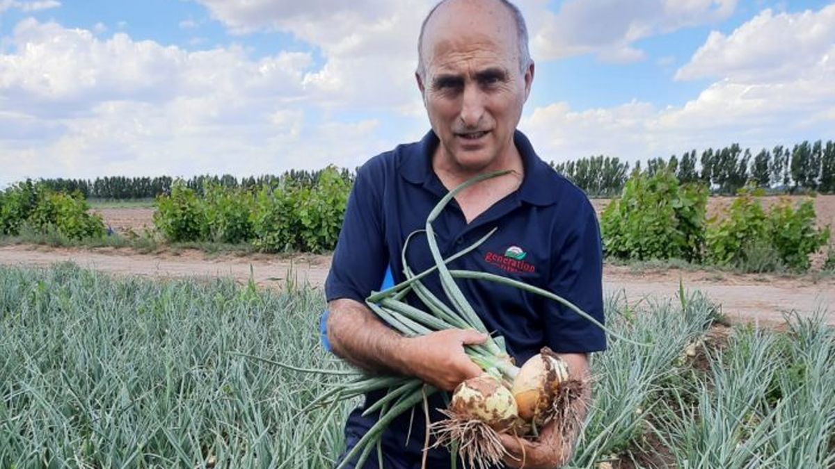 Crece la producción de cebolla dulce.