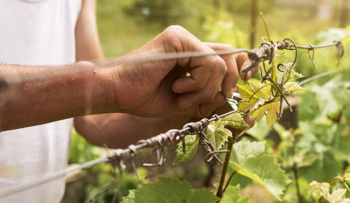 El programa Refuerza Mendoza está dirigido al sector agropecuario afectado por contingencias climáticas. El programa Refuerza Mendoza está dirigido al sector agropecuario afectado por contingencias climáticas.