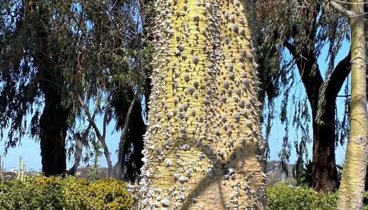 Esta especie arbórea se distingue por su tronco robusto y espinoso. Esta especie arbórea se distingue por su tronco robusto y espinoso.