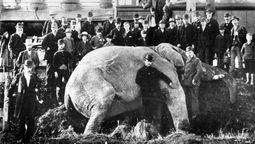 El elefante Jumbo que murió trágicamente en 1885. Inspiró la historia de Dumbo de Disney. Foto: gentileza&nbsp;