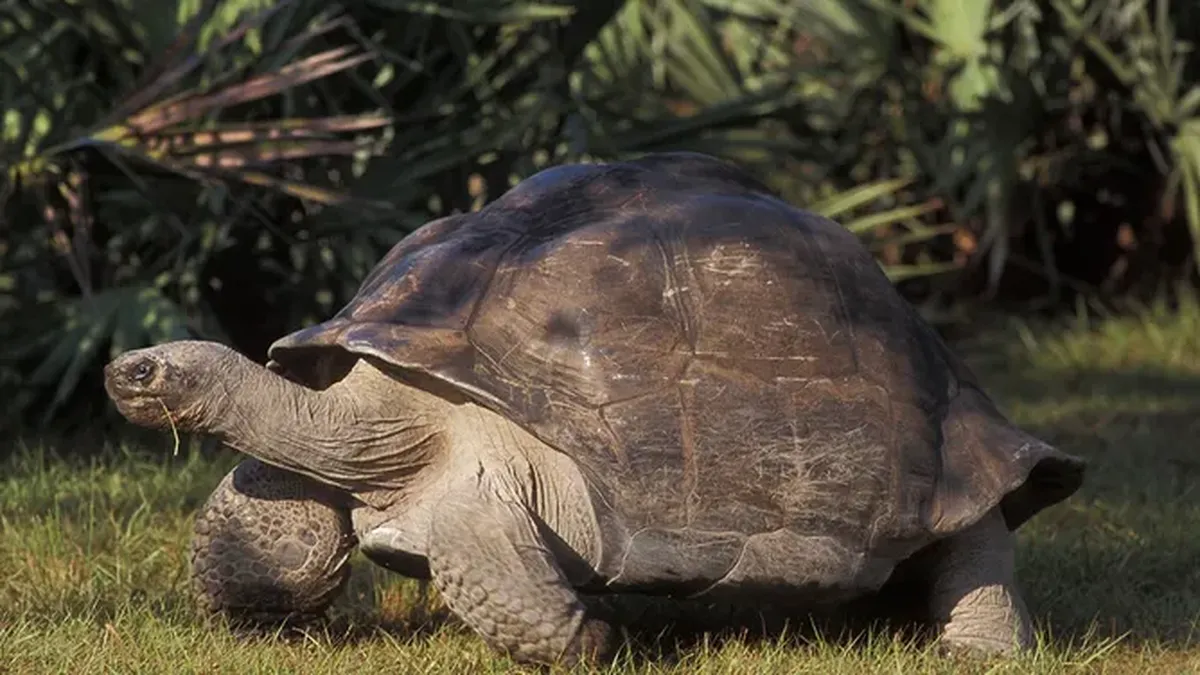 Goliath lleva casi 100 años viviendo en zoológicos. Goliath lleva casi 100 años viviendo en zoológicos.