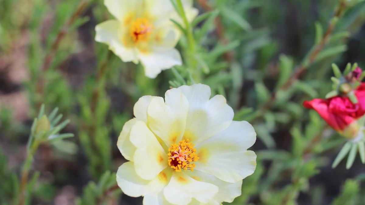 La Portulaca grandiflora o flor de seda es una excelente opción para cultivar en el jardín. Imagen: Freepik. La Portulaca grandiflora o flor de seda es una excelente opción para cultivar en el jardín. Imagen: Freepik.