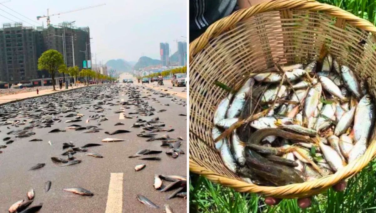 La lluvia de peces existe y ocurre en un pa&iacute;s de Am&eacute;rica.