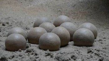 Venden huevo de dinosaurio por 12.500 dólares