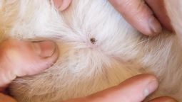 La planta de menta puede ser efectiva contra las garrapatas. La planta de menta puede ser efectiva contra las garrapatas.