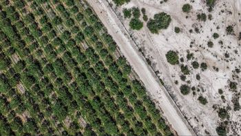 El auge del pistacho en Argentina choca con la crisis del agua El auge del pistacho en Argentina choca con la crisis del agua