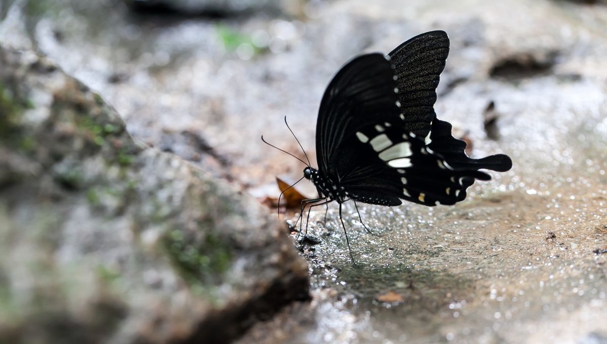 ¿Qué significa que una mariposa negra entre a tu casa, según el Feng Shui?