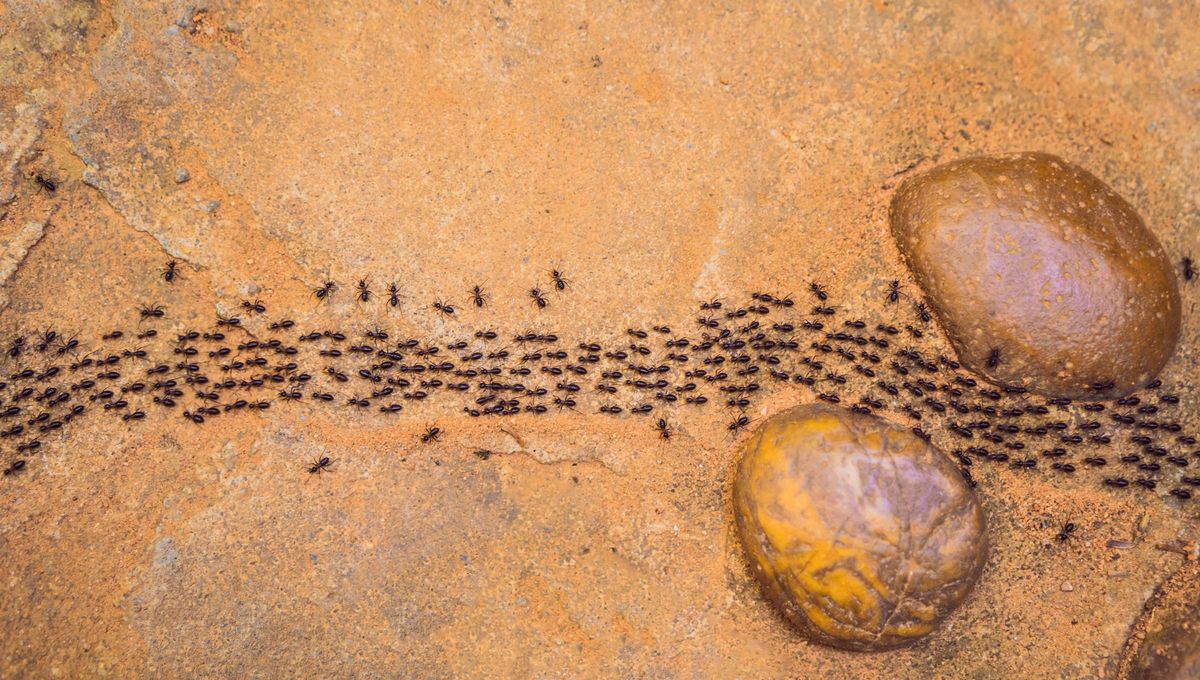 Si ves un caminito de hormigas en alguna parte de tu casa, te contamos qué significa según el Feng Shui