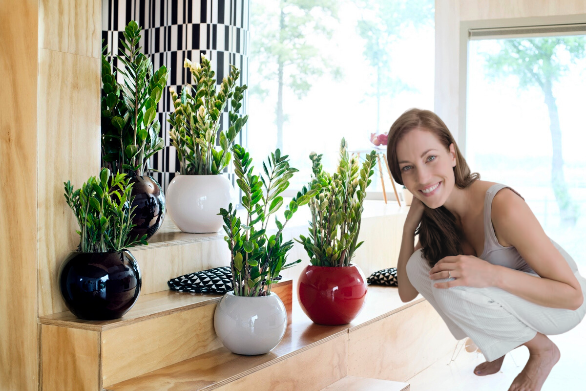Cómo es la planta que nunca muere y es ideal para cualquier hogar