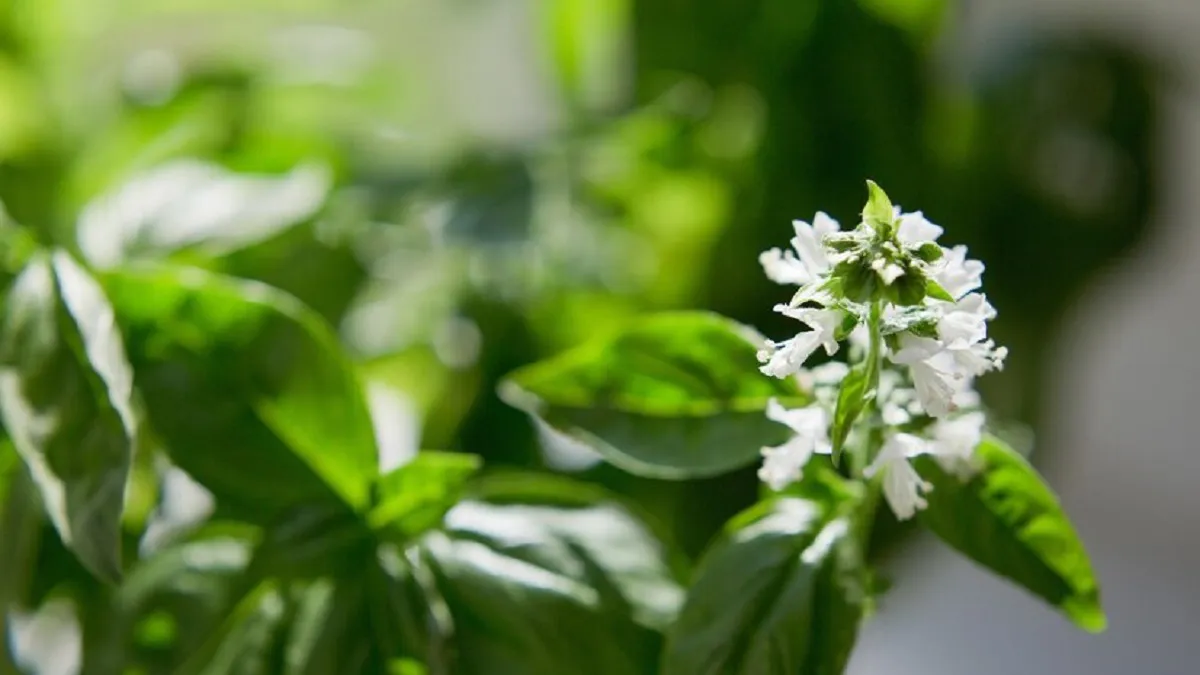 Las flores hacen que las hojas de la planta pierdan sabor. Las flores hacen que las hojas de la planta pierdan sabor.
