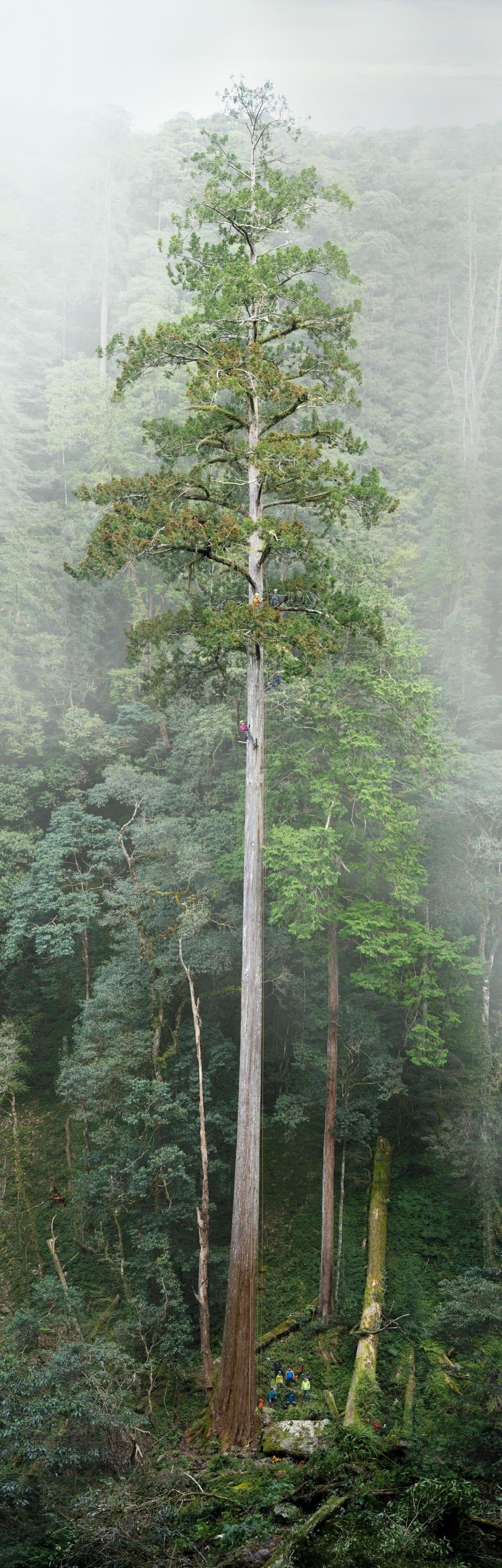 El &aacute;rbol mide 84.1 metros. Foto: X&nbsp; @pargaien