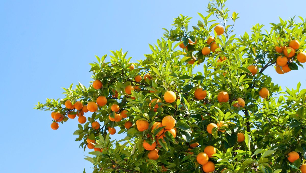El &aacute;rbol de naranja es una de las especies frutales m&aacute;s apreciadas en el mundo.