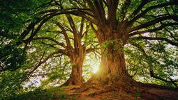 Si tienes este árbol en tu jardín, entonces tienes oro en tu casa: por qué y qué beneficios ofrece