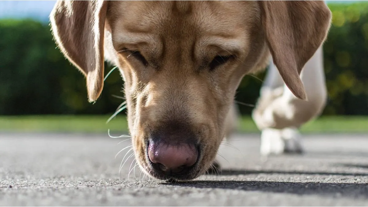 Muchas veces, con este gesto, el perro busca limpiarse después de comer. Muchas veces, con este gesto, el perro busca limpiarse después de comer.