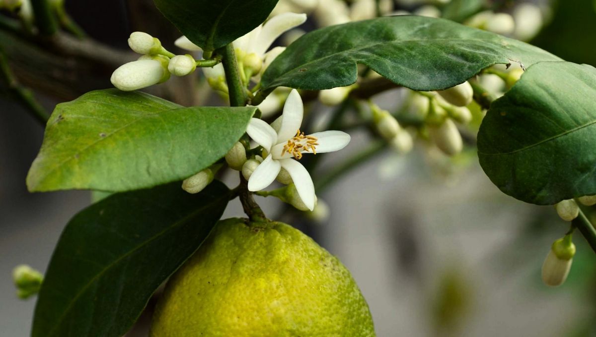 La floraci&oacute;n del limonero es un placer visual y olfativo.&nbsp;