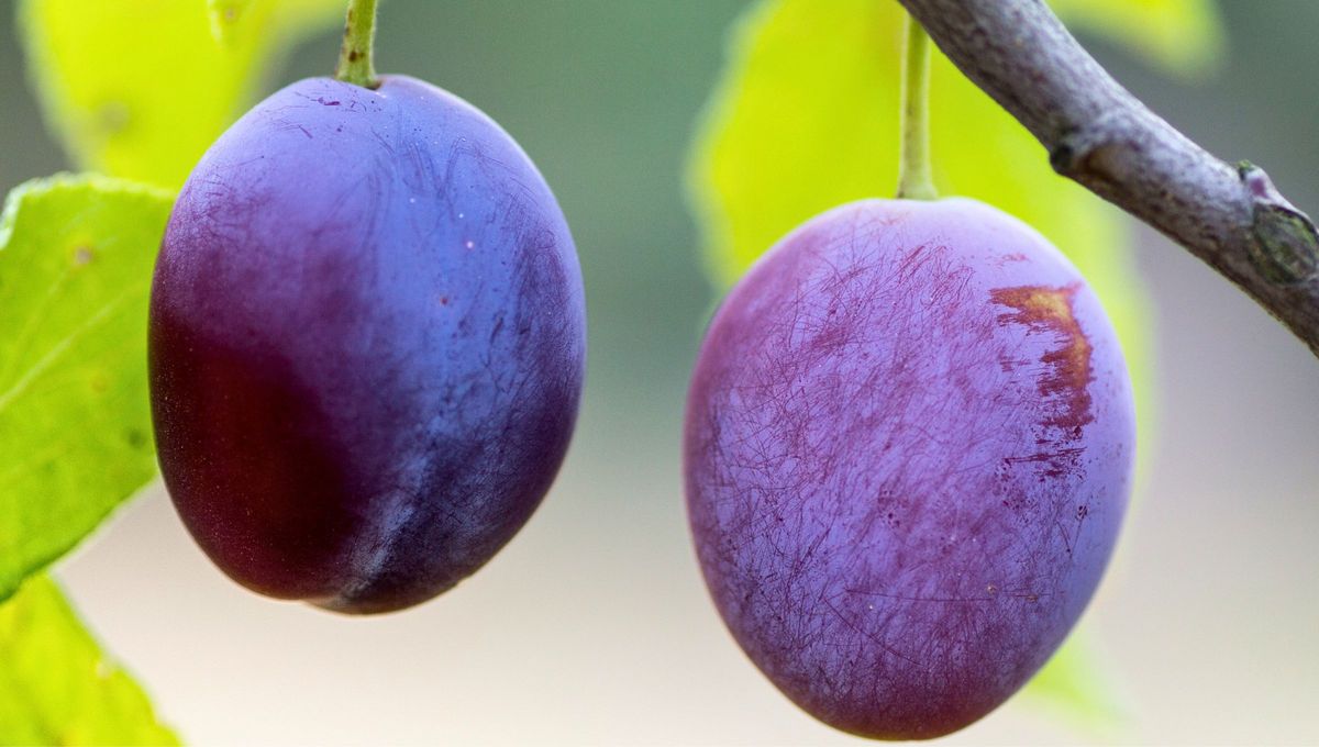 La ciruela es una fruta que se consume entre julio y agosto, pero su snack seco es ideal para consumir todo el a&ntilde;o.
