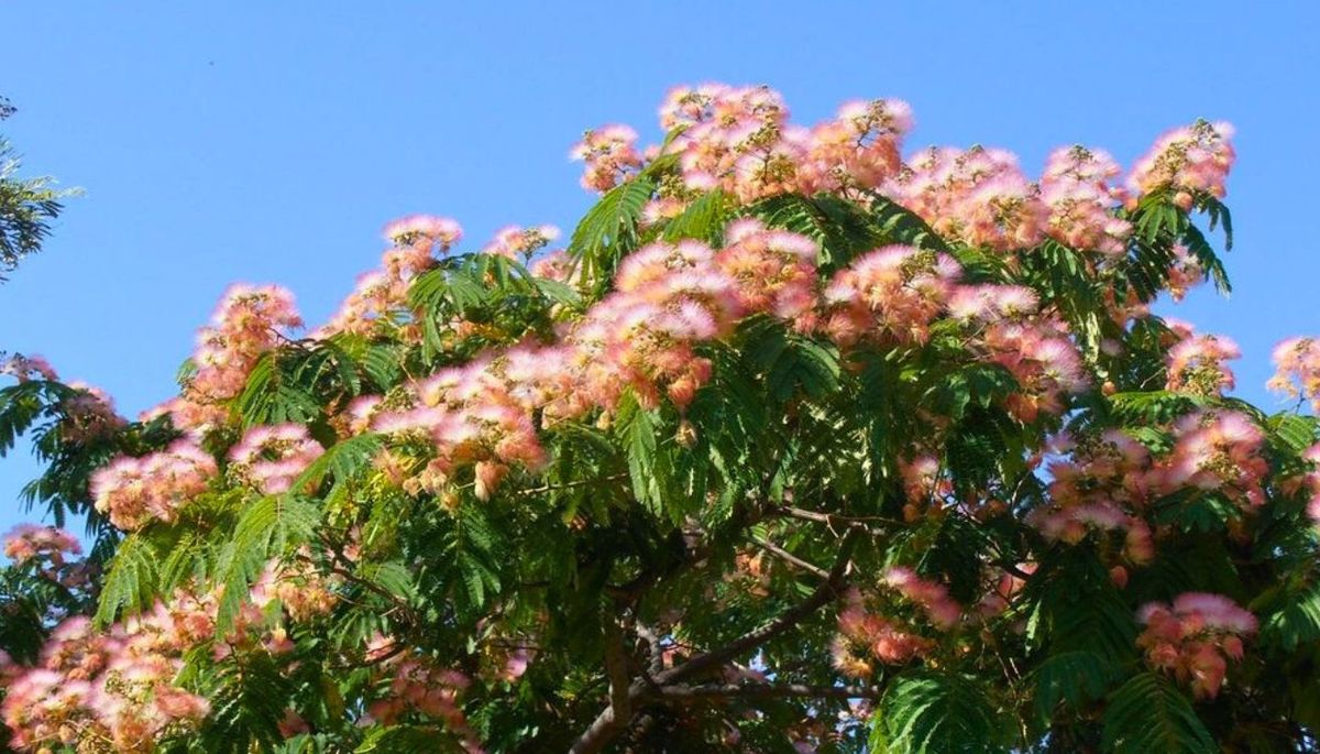 Este árbol puede alcanzar una altura de entre 6 y 15 metros. Este árbol puede alcanzar una altura de entre 6 y 15 metros.