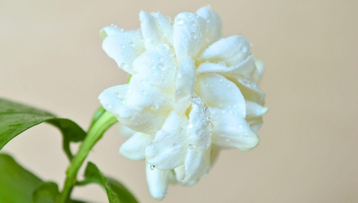 Luego de seguir estos pasos para crear nuevas plantas tendrás un jardín más abundante y hermoso. Luego de seguir estos pasos para crear nuevas plantas tendrás un jardín más abundante y hermoso.